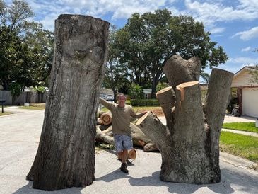 Arborist Inspection