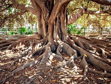 Root & Tree Stability