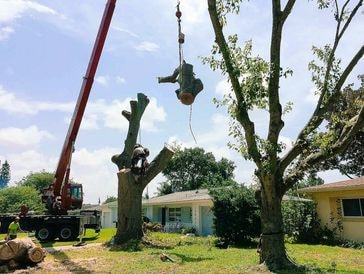 Tree Removal