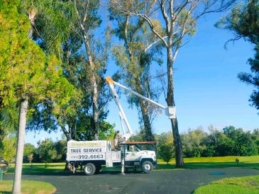 Tree Trimming